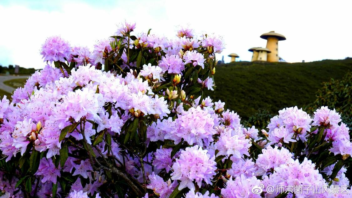 本周图文推广数字化构建您的转化平台:深夜推广不用等,数据透明更放心,货车出事故后被哄抢货物全部追回